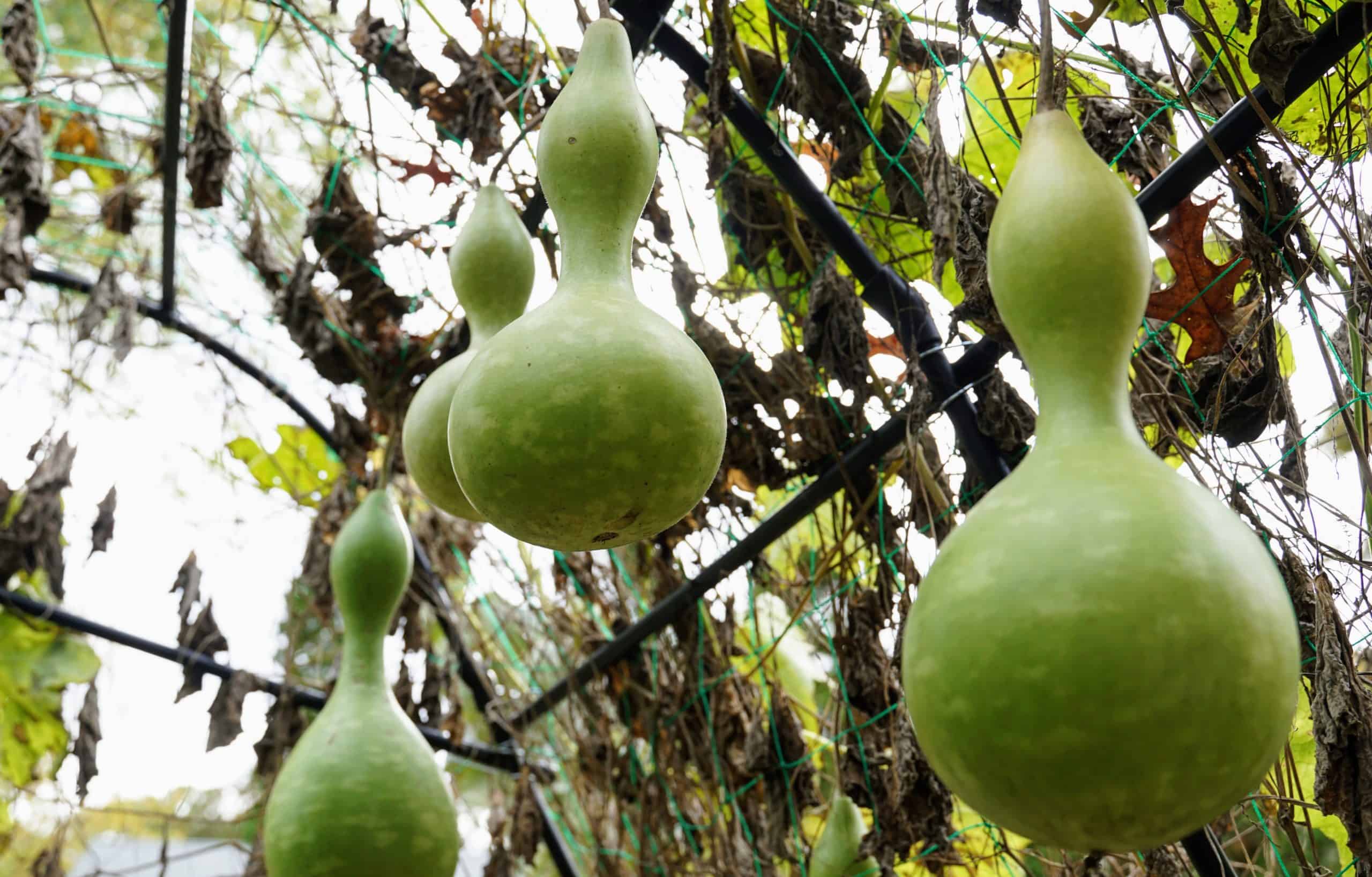 Green bottle gourds hanging from a trellis.