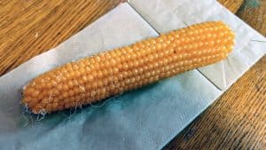 Yellow corn on the cob laying on a white paper napkin.