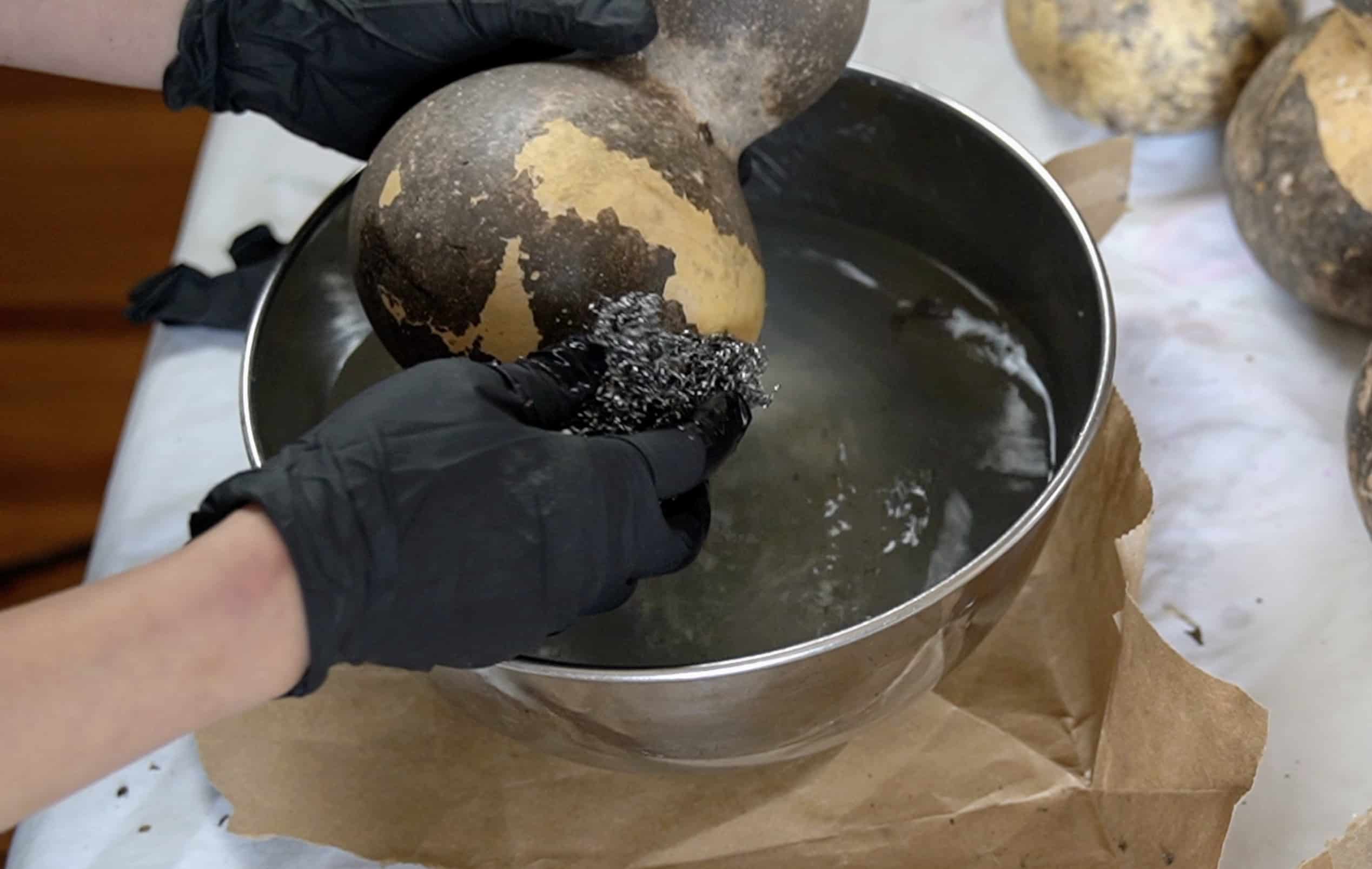 Scrubbing mold off a bottle gourd with steel wool.