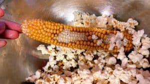 Popcorn on the cob with some kernels popped, some still on the cob.