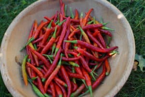 Wooden bowl filled with red Thai bird's eye chilis.